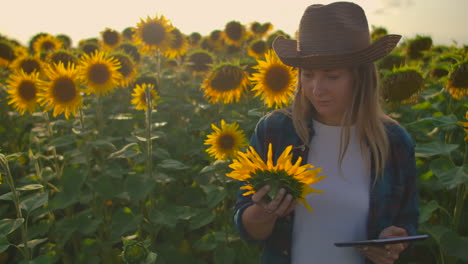 A-farmer-girl-is-walking-on-the-field-with-lots-of-sunflowers-and-studing-their-main-charasteristics.-She-holds-in-her-hands-a-sunflower-and-writes-some-important-things-in-her-electronic-book.